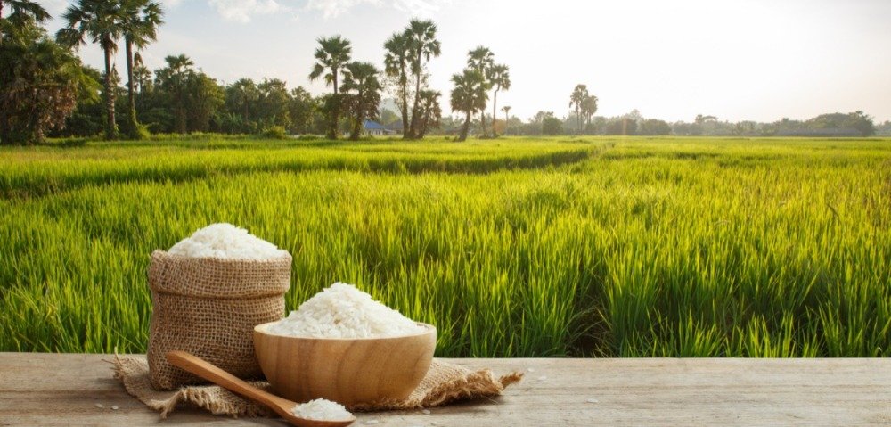 Rice Banner Image